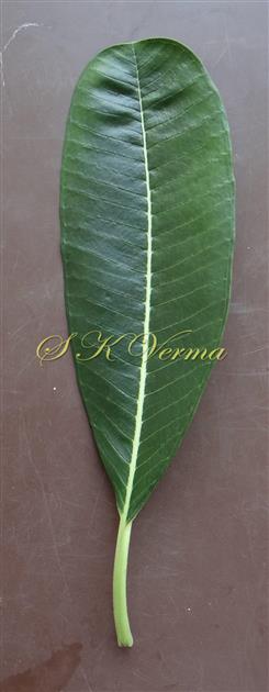  Leaf (Adaxial view)